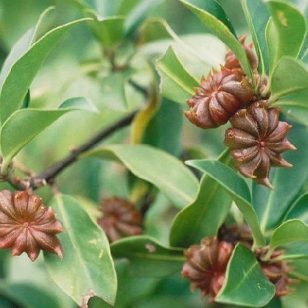 Star Anise (Illicum verum) - Essential Oil