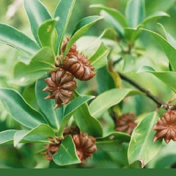 Star Anise, Whole (Illicum verum) - Dried Herb, Organic