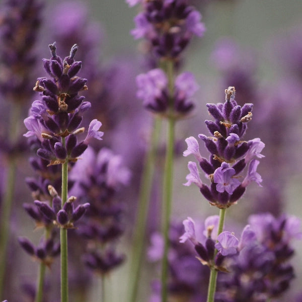 Herb & Earth Lavender Incense