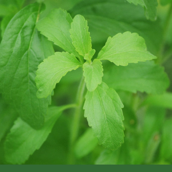 Stevia Leaf, Cut & Sifted (Stevia rebaudiana) - Dried Herb, Organic