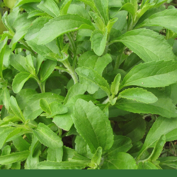 Stevia Leaf, Powder (Stevia rebaudiana) - Dried Herb, Organic