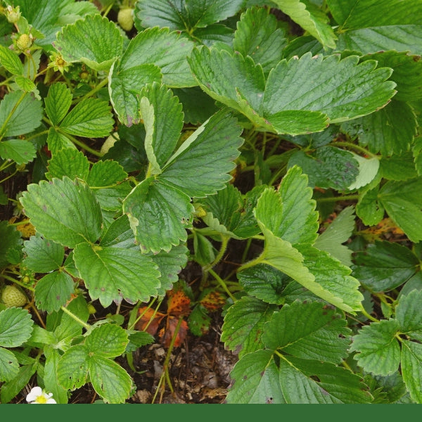 Strawberry Leaf (Fragaria vesca) - Dried Herb, Organic