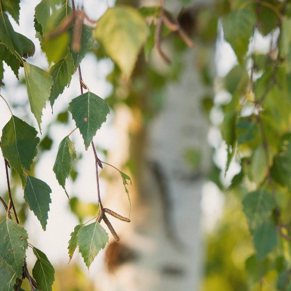 Sweet Birch (Betula lenta) - Essential Oil