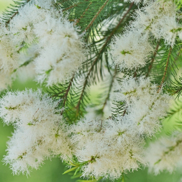 Tea Tree (Melaleuca alternifolia) - Essential Oil