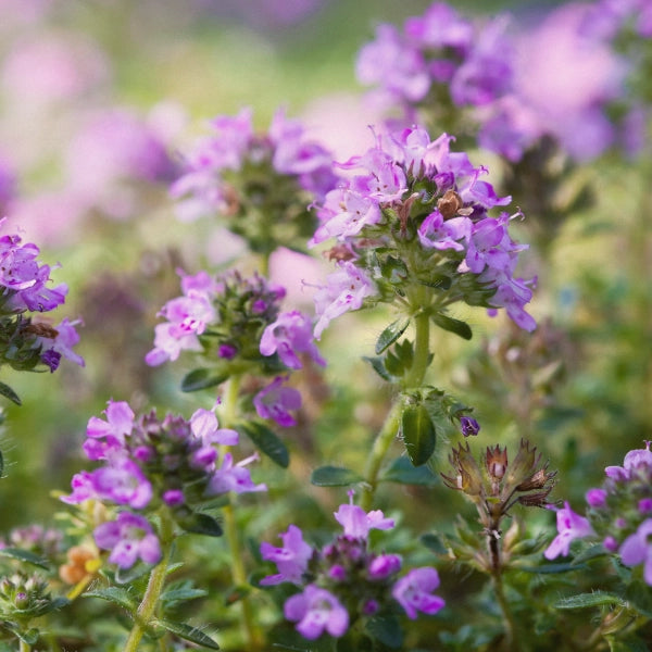 Thyme, White (Thymus vulgaris) - Essential Oil