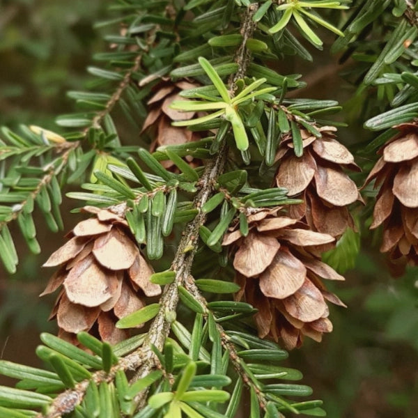 Tsuga (Tsuga canadensis) - Essential Oil