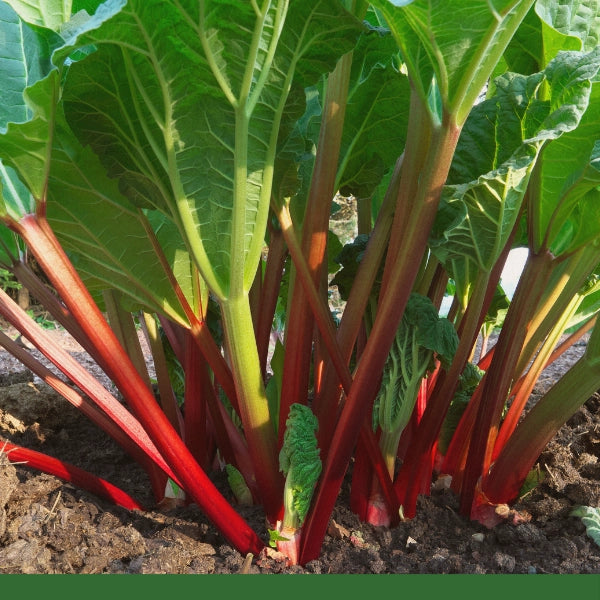 Turkey Rhubarb Root, Powder (Rheum officinalis) - Dried Herb, Organic