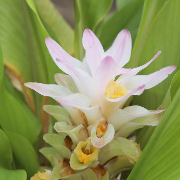 Turmeric (Curcuma Longa) - Essential Oil