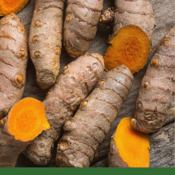 Turmeric Root, Cut & Sifted (Curcuma longa) - Dried Herb, Organic