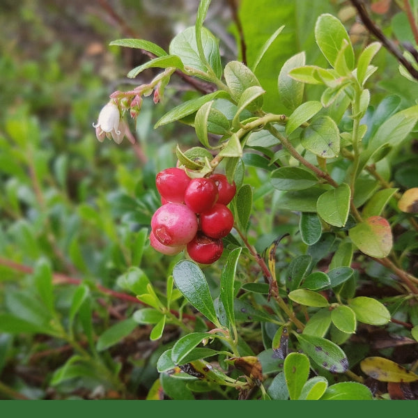 Uva Ursi Leaf (Arctostaphylos uva-ursi) - Dried Herb, Organic