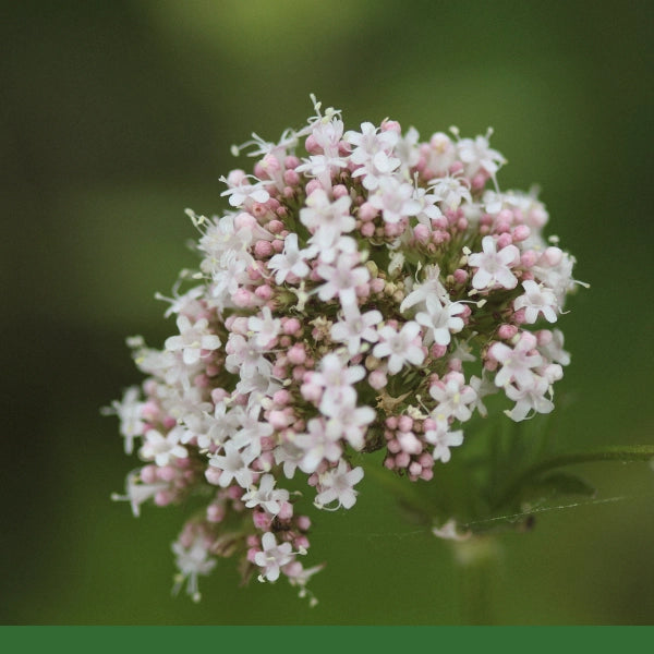 Valerian Root (Valeriana officinalis) - Dried Herb, Organic