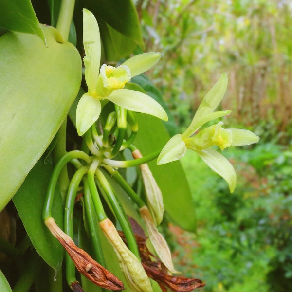 Vanilla (Vanilla planifolia) - Essential Oil