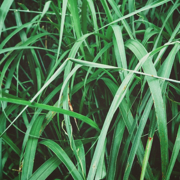 Vetiver (Vetiveria zizanioides) - Essential Oil