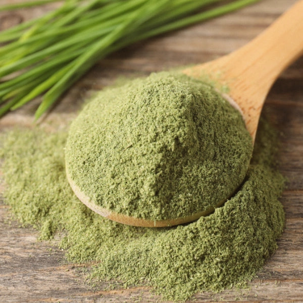 Wheatgrass Powder (Triticum aestivum) - Dried Herb, Organic