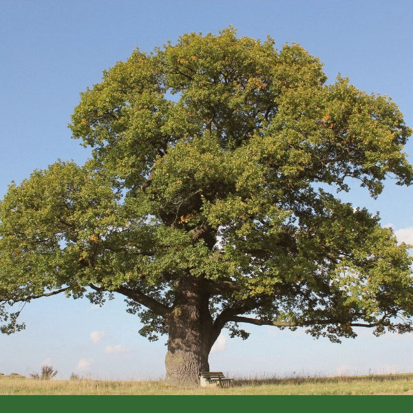 White Oak Bark (Quercus alba) - Dried Herb, Organic