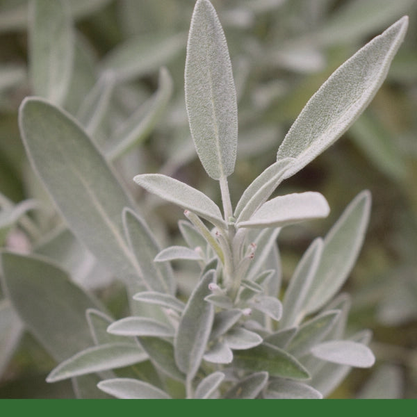 White Sage (Salvia apiana) - Dried Herb, Naturally Cultivated