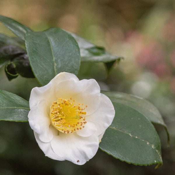 White Tea (Camellia sinesis) - Dried Herb, Organic