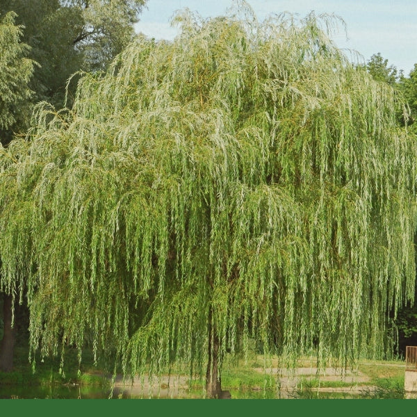 White Willow Bark, Cut & Sifted (Salix alba) - Dried Herb, Organic