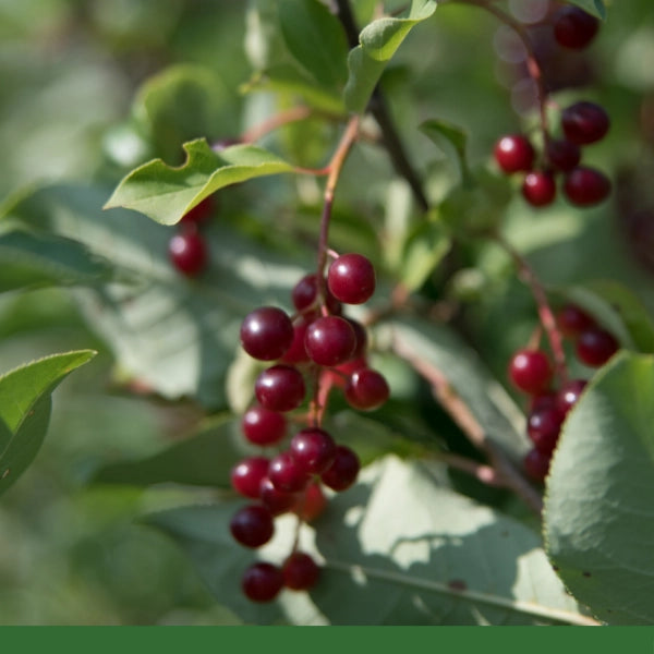 Wild Cherry Bark,  Cut & Sifted (Prunus serotina) - Dried Herb, Organic