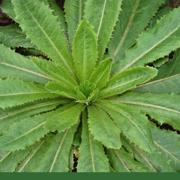 Wild Lettuce (Lactuca virosa) - Dried Herb, Organic