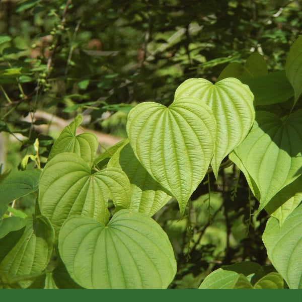 Wild Yam Root (Dioscorea villosa) - Dried Herb, Wildcrafted