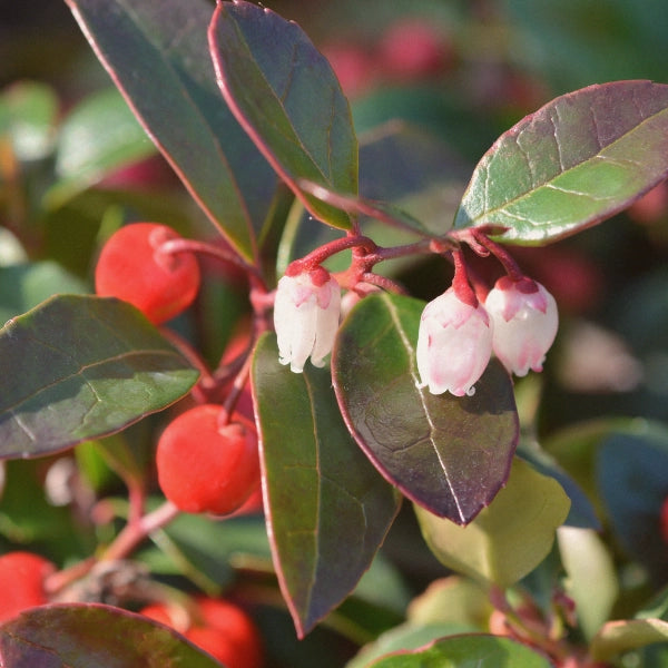 Wintergreen (Gaultheria procumbens) - Essential Oil