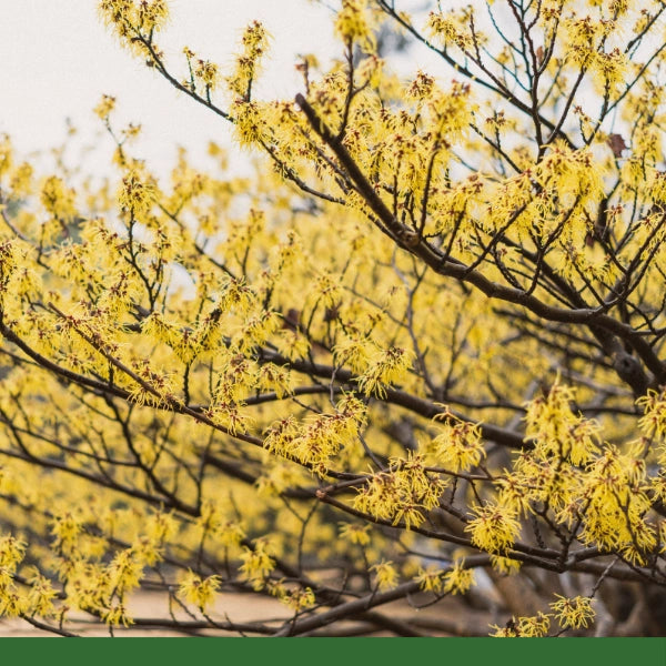 Witch Hazel Bark (Hamamelis virginiana) - Dried Herb, Organic