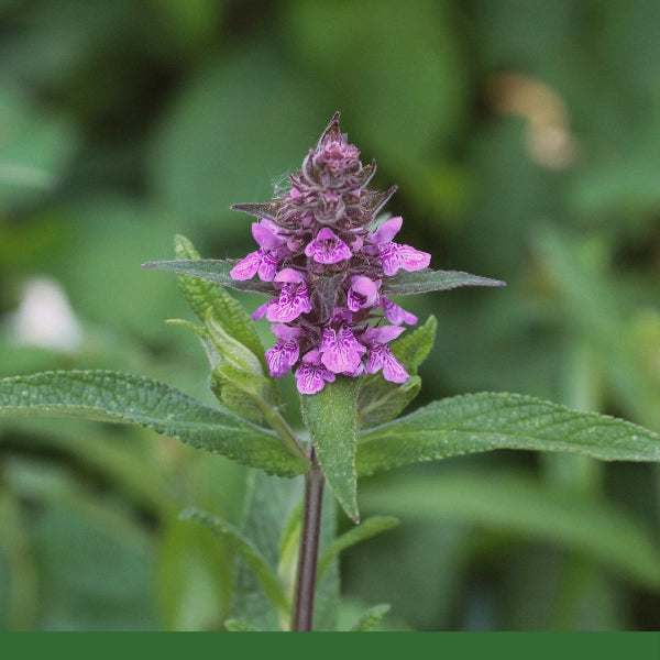 Wood Betony, Cut & Sifted (Stachys officinalis) - Dried Herb, Organic