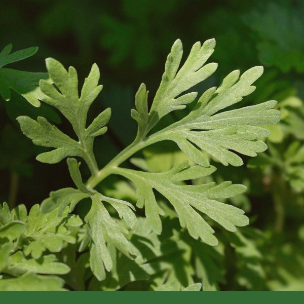 Wormwood, Cut & Sifted (Artemisia absinthium) - Dried Herb, Organic