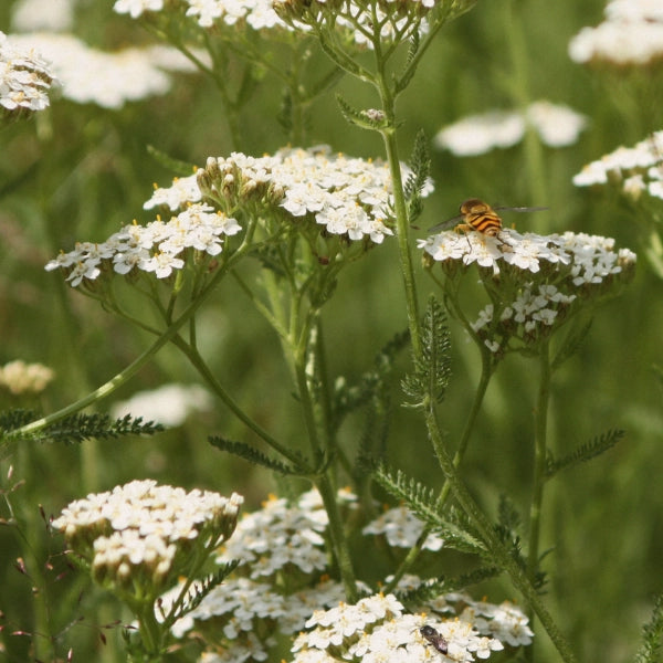 Yarrow (Achillea millefolium) - Essential Oil