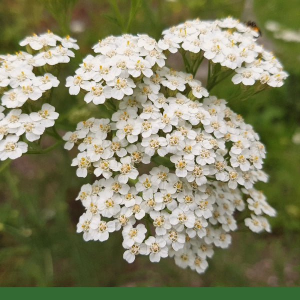 Yarrow Flowers (Achillea millefolium) - Dried Herb, Organic