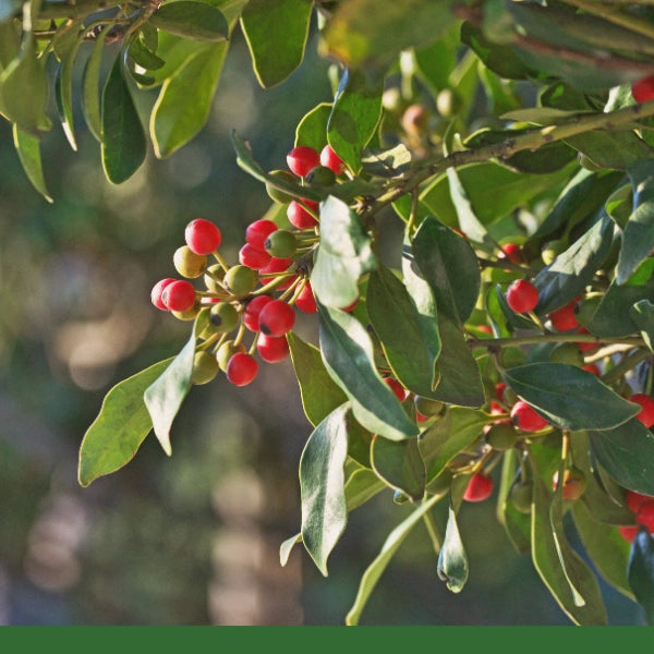 Yerba Mate Leaf (Ilex paraguariensis) - Dried Herb, Organic