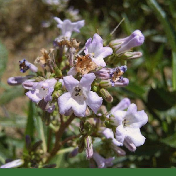 Yerba Santa (Eriodictyon californicum) - Dried Herb, Organic