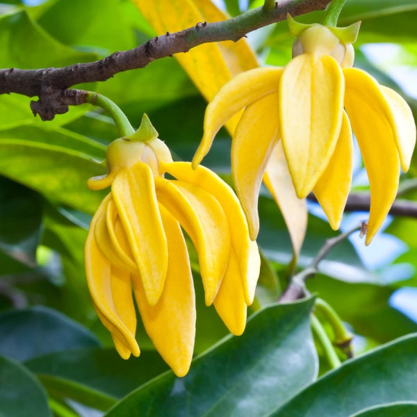 Ylang Ylang (Cananga odorata) - Essential Oil