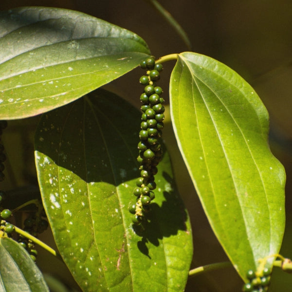 Black Pepper (Piper nigrum) - Essential Oil