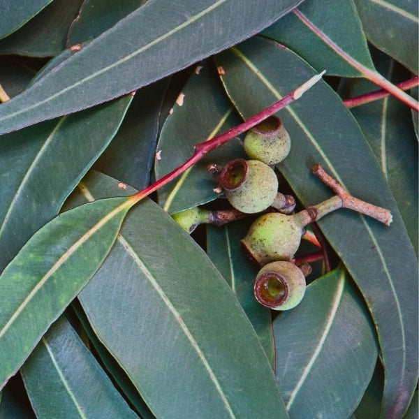 Eucalyptus (Eucalyptus globulus) - Essential Oil