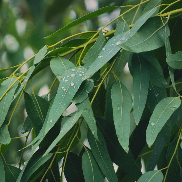 Eucalyptus (Eucalyptus radiata) - Essential Oil