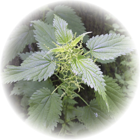 Nettle2