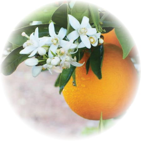 Orange Blossom Neroli - Aromachology
